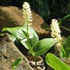 <i>Maianthemum canadense</i> ( Canada Mayflower ) The flowers form a spike like cluster.  