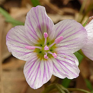 Claytonia virginica - Spring Beauty - Flower