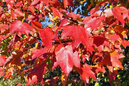 Acer rubrum - Red Maple