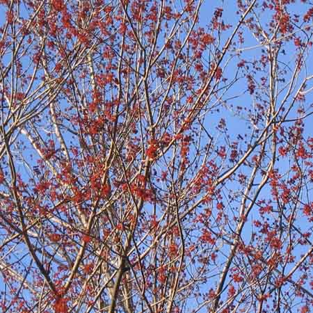 Acer rubrum - Red maple  - early flowers on tree tops