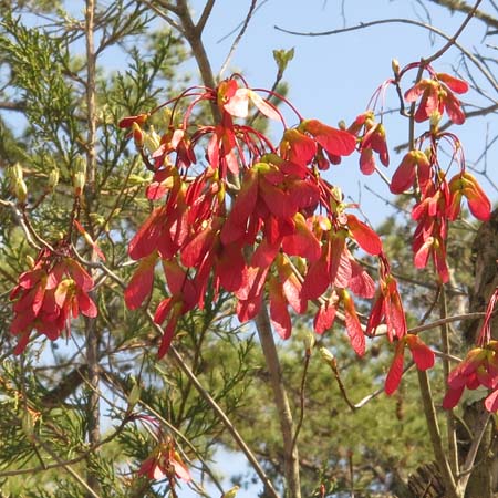 Acer rubrum - Red maple  -  female flower, fruit, samara