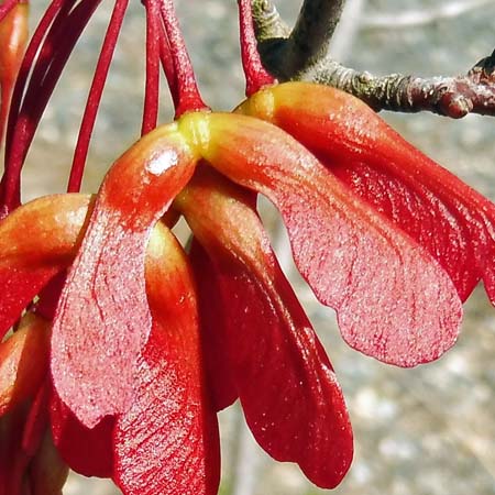 Acer rubrum - Red maple  - female flower, fruit, samara