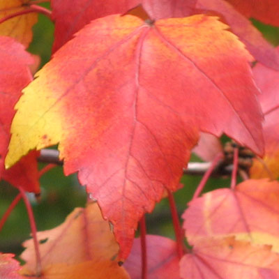 Acer rubrum - Red maple  -  leaves