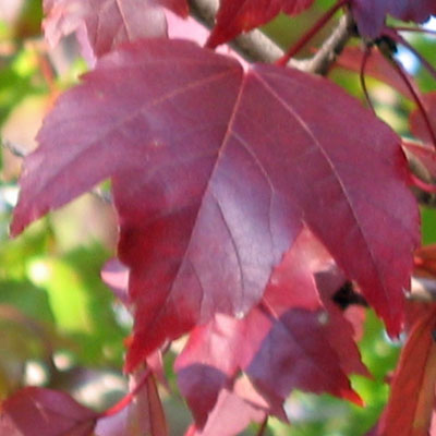 Acer rubrum - Red maple  -  leaves