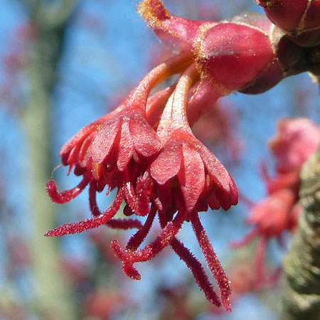 Acer rubrum - Red maple  - female flowers