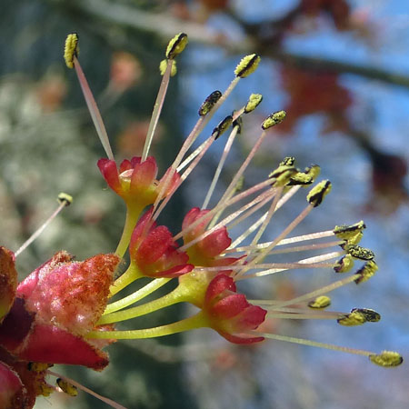 Acer rubrum - Red maple  - mature male flowers