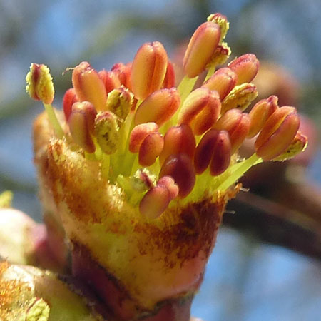 Acer rubrum - Red maple  - male flower, maturing anthers