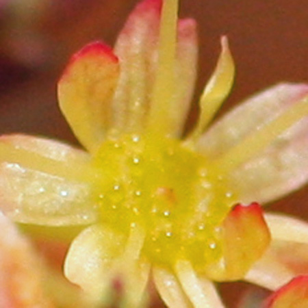 Acer rubrum - Red maple  - male flower, nectar drops