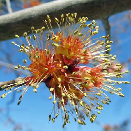 Acer rubrum - Red maple  - cluster of mature male flowers