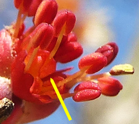 Acer rubrum - Red maple  - male flowers, pistillode 