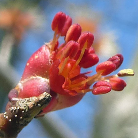 Acer rubrum - Red maple  - male flowers