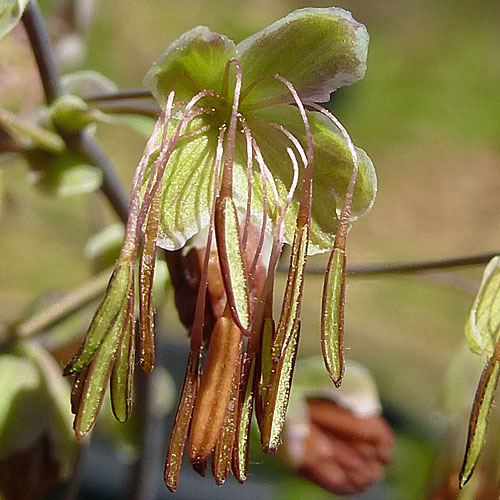 Thalictrum dioicum - Early Meadow Rue - Staminate, Male Flowers