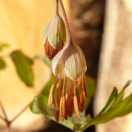 Thalictrum dioicum - Early Meadow Rue - Young, Male Flowers