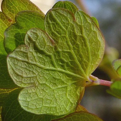 Thalictrum dioicum - Early Meadow Rue - leaflet