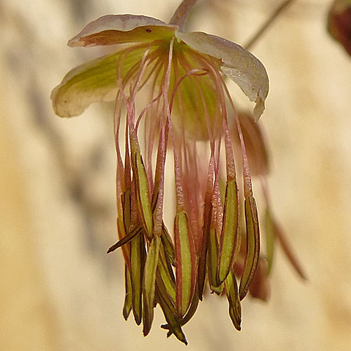 Thalictrum dioicum - Early Meadow Rue - Staminate, Male Flowers