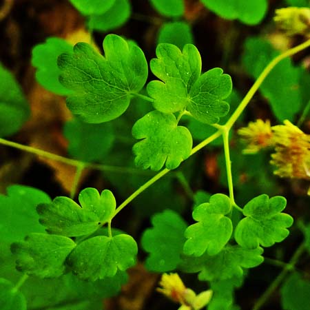 Thalictrum dioicum - Early Meadow Rue - leaflet