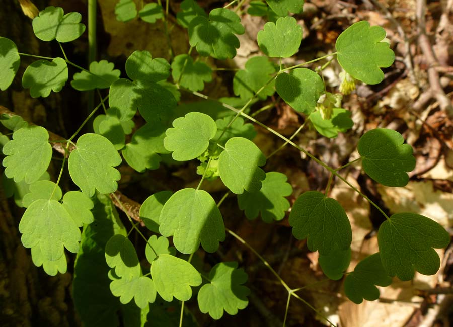 Thalictrum dioicum - Early Meadow Rue - Leaves