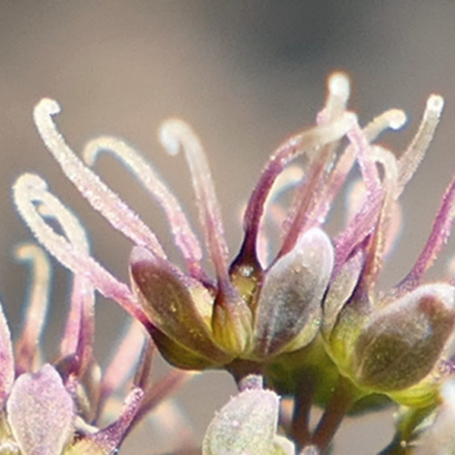 Thalictrum dioicum - Early Meadow Rue - Pistillate, Female Flowers