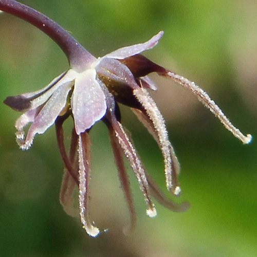 Thalictrum dioicum - Early Meadow Rue - Pistillate, Female Flowers