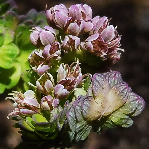 Thalictrum dioicum - Early Meadow Rue - Pistillate, Female Flowers