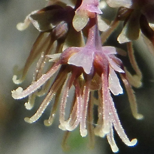 Thalictrum dioicum - Early Meadow Rue - Pistillate, Female Flowers