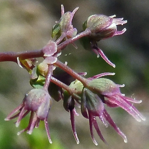 Thalictrum dioicum - Early Meadow Rue - Pistillate, Female Flowers