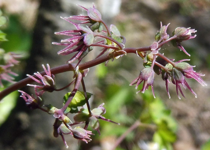 Thalictrum dioicum - Early Meadow Rue - Pistillate, Female Flowers