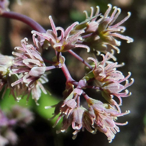 Thalictrum dioicum - Early Meadow Rue - Pistillate, Female Flowers