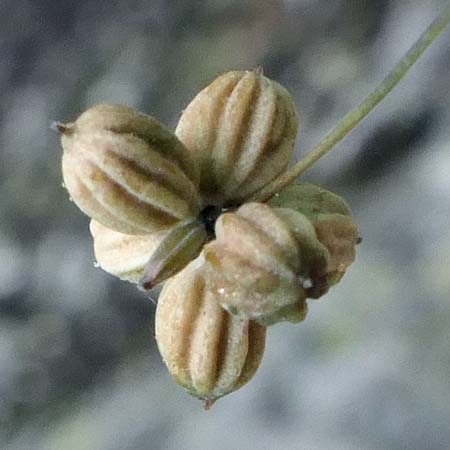 Thalictrum dioicum - Early Meadow Rue - fruit