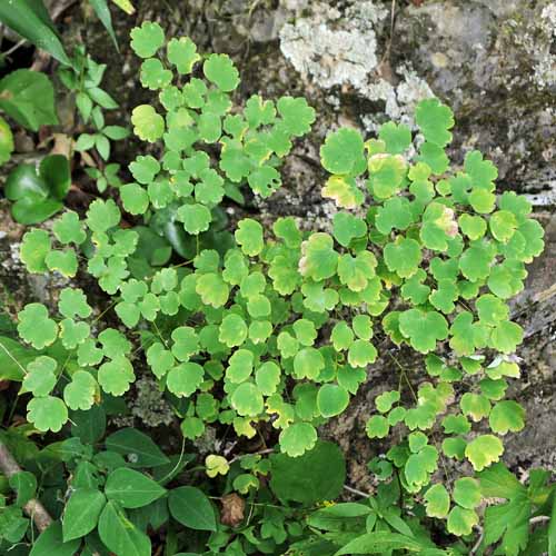 Thalictrum dioicum - Early Meadow Rue - leaves