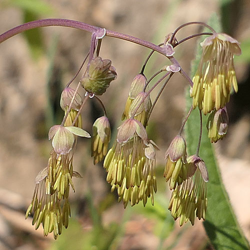 Thalictrum dioicum - Early Meadow Rue - Staminate, Male Flowers