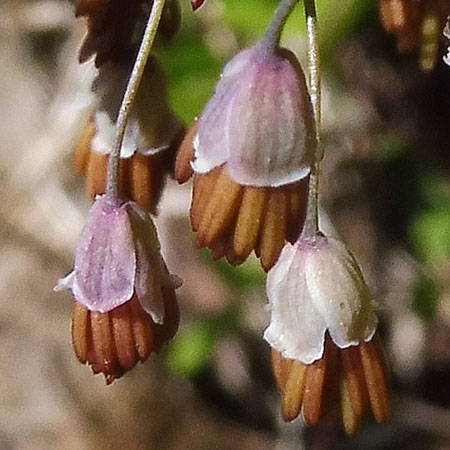 Thalictrum dioicum - Early Meadow Rue - Buds, Male