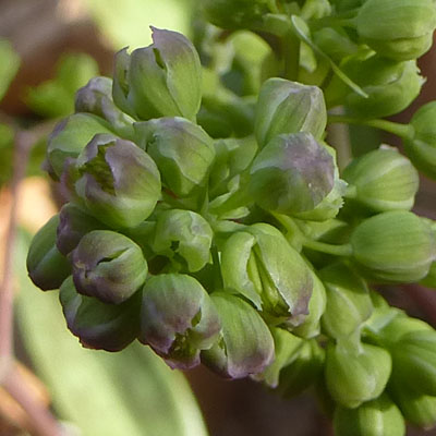 Thalictrum dioicum - Early Meadow Rue - Buds, Male Flowers