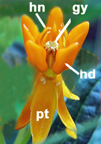 Asclepias tuberosa - Butterfly  milkweed  - flower close up, structure, hood, horn, gynostegium, petals