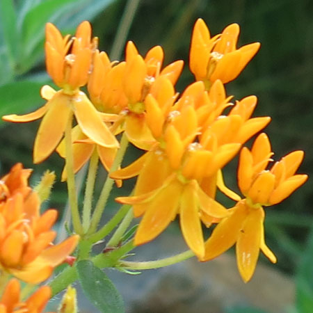 Asclepias tuberosa - Butterfly  milkweed  - inflorescence