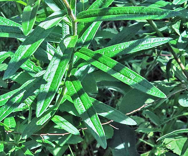 Asclepias tuberosa - Butterfly  milkweed, leaves
