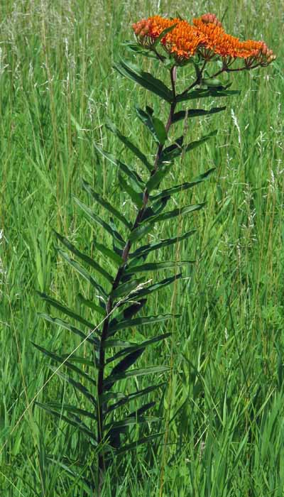 Asclepias tuberosa - Butterfly  milkweed  - plant 