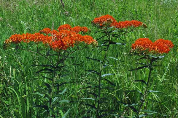Asclepias tuberosa - Butterfly  milkweed  - plant 