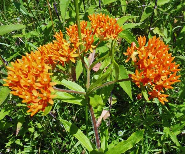 Asclepias tuberosa - Butterfly  milkweed  - inflorescence