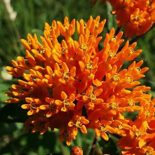 Asclepias tuberosa - Butterfly  milkweed  - inflorescence