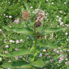 <i>Asclepias syriaca</i> ( Milkweed - Common )