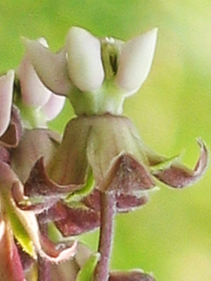 Asclepias syriaca - Common milkweed  - flower
