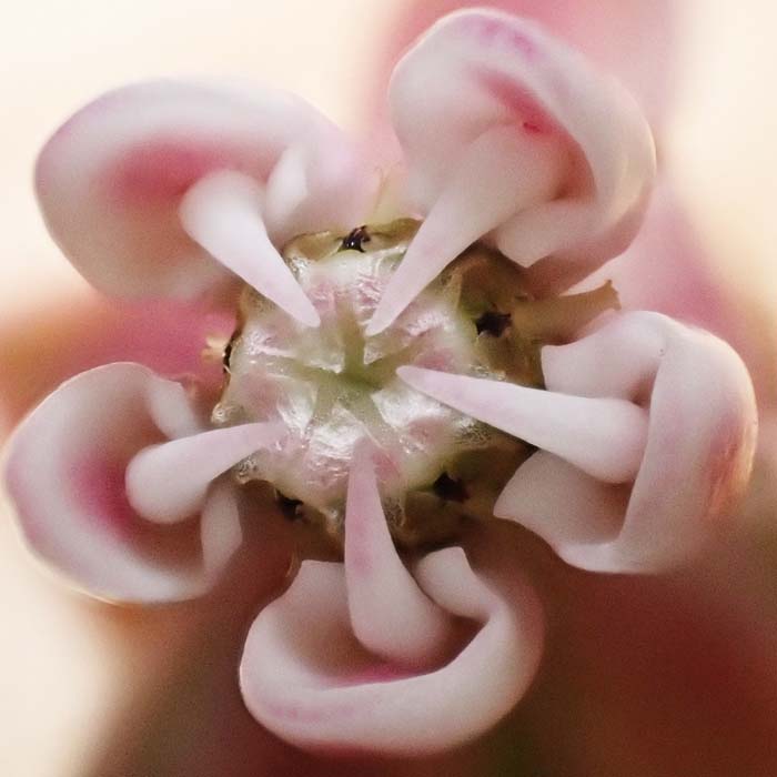 Asclepias syriaca - Common milkweed  - flower structure, morphology 