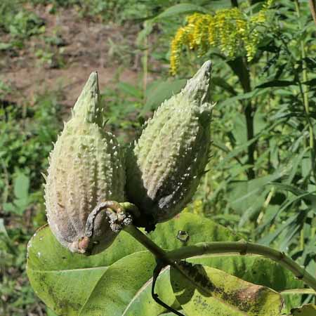 Asclepias syriaca - Common milkweed  - seed pods, follicles