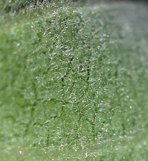 Asclepias syriaca - Common milkweed  - leaf lower side hairs