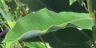 Asclepias syriaca - Common milkweed  - leaf: wavy