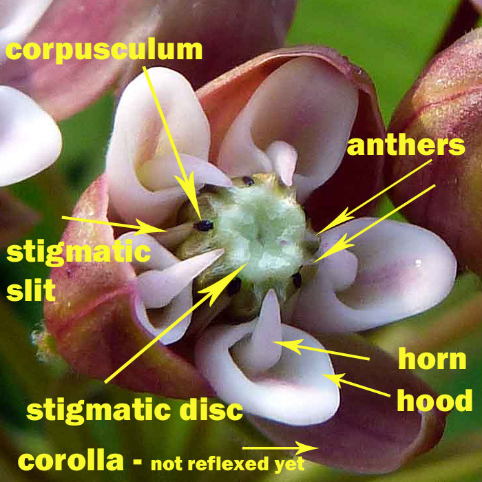 Asclepias syriaca - Common milkweed  - flower structure, morphology 