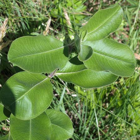 Asclepias viridiflora - Green Comet  milkweed  - leaf:  wavy edges 