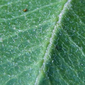 Asclepias viridiflora - Green Comet  milkweed  - leaf: underside paler and hairy