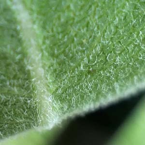 Asclepias viridiflora - Green Comet  milkweed  - leaf: underside paler and hairy